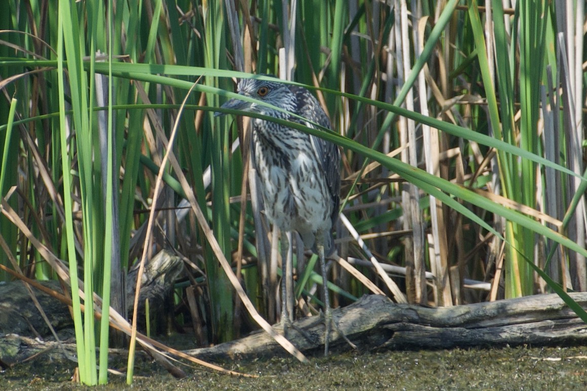 Yellow-crowned Night Heron - ML624177225