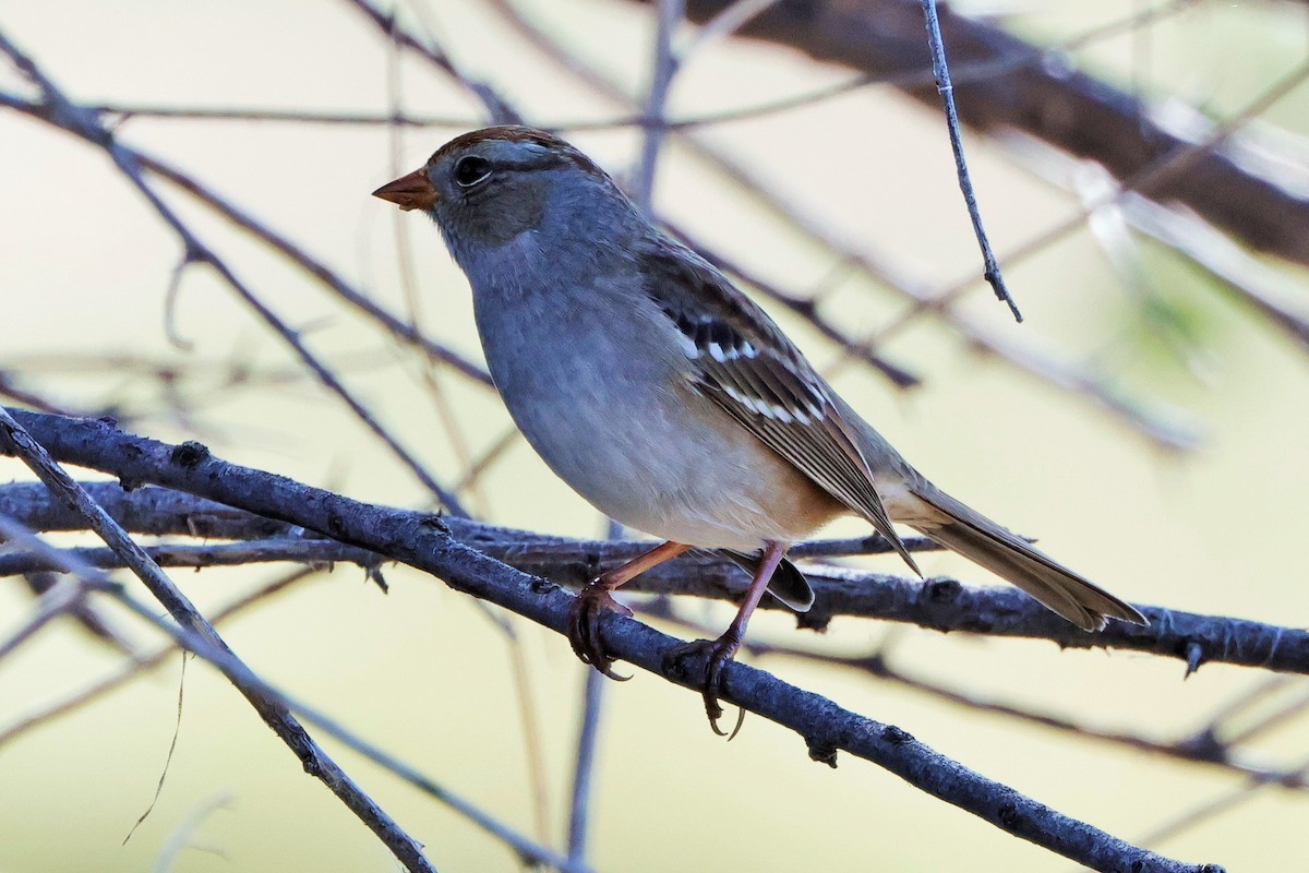 White-crowned Sparrow - ML624177227