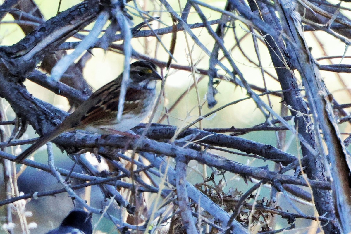 White-throated Sparrow - ML624177232