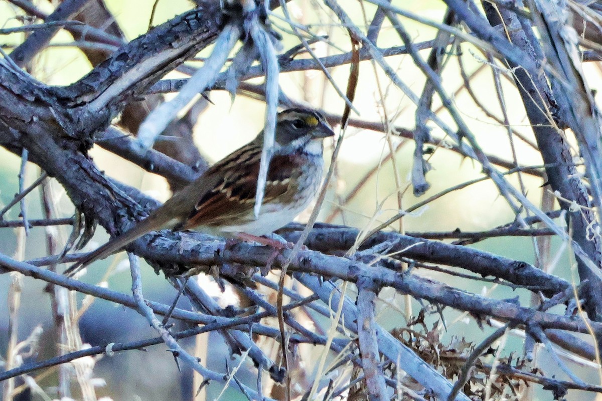 White-throated Sparrow - ML624177233