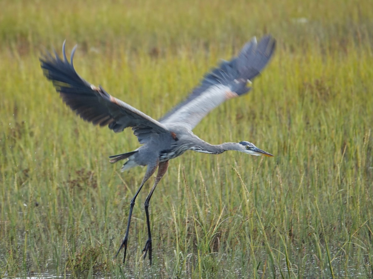 Great Blue Heron - ML624177236