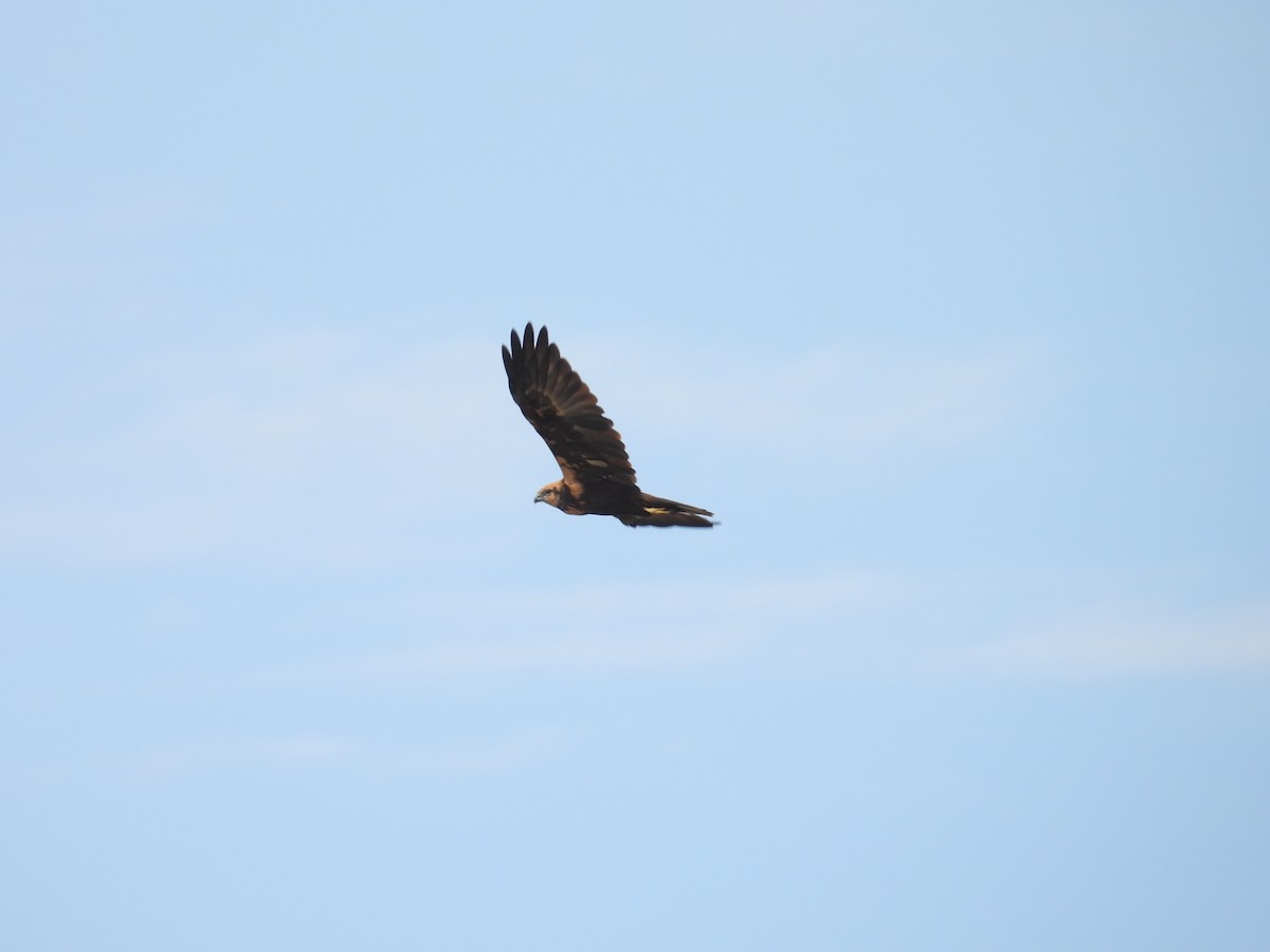 Western Marsh Harrier - ML624177237