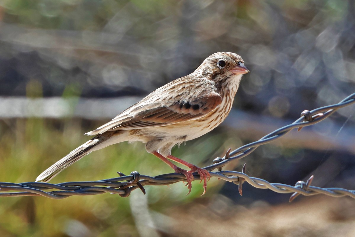 Vesper Sparrow - ML624177247