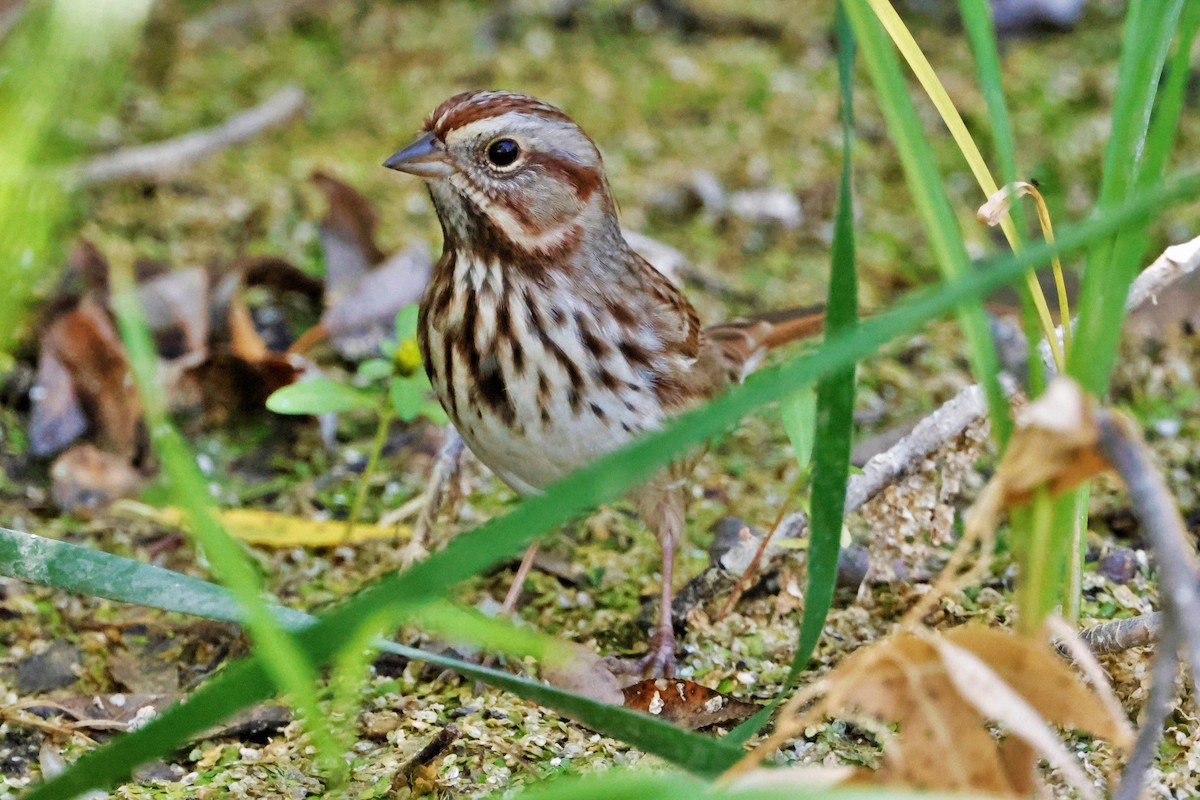 Song Sparrow - ML624177254