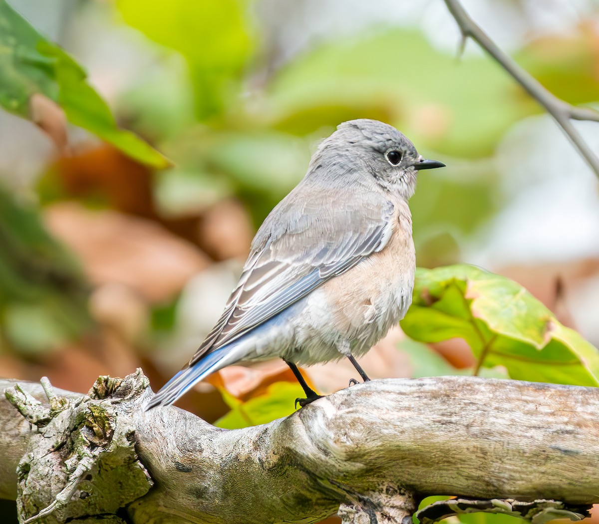 Western Bluebird - ML624177255