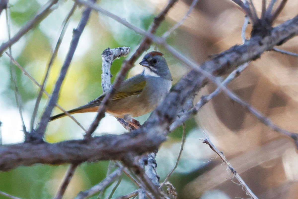 Green-tailed Towhee - ML624177259