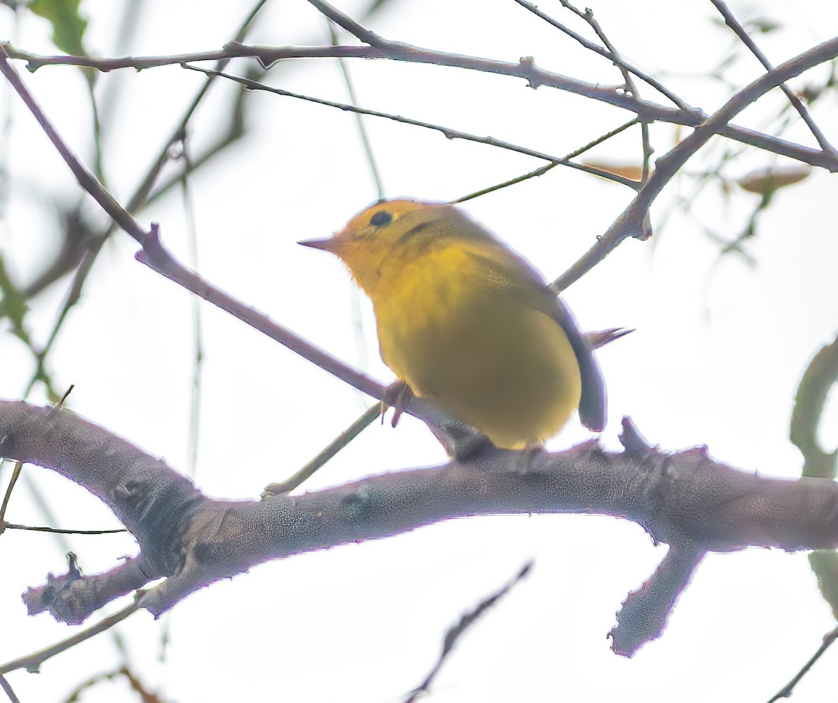 Wilson's Warbler - ML624177260