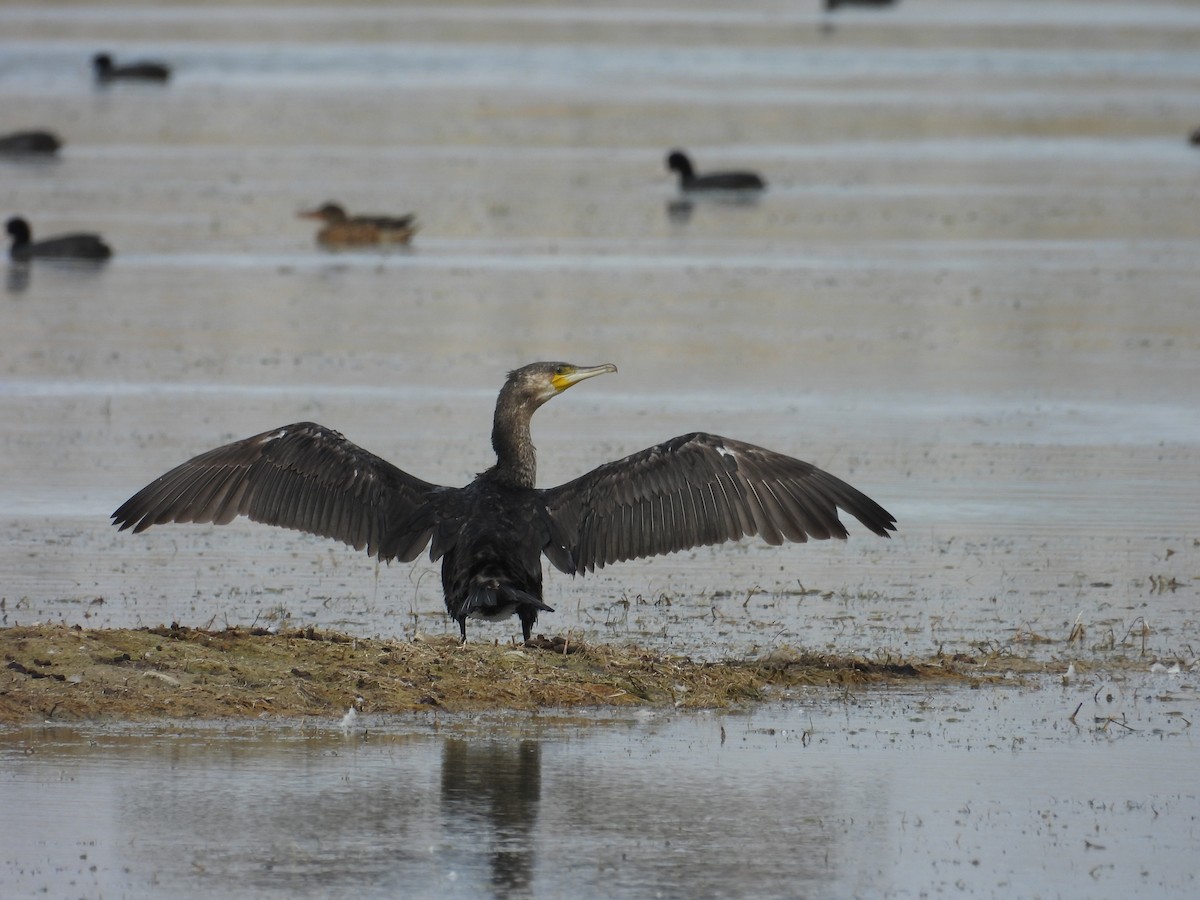 Great Cormorant - Murat Akkaya