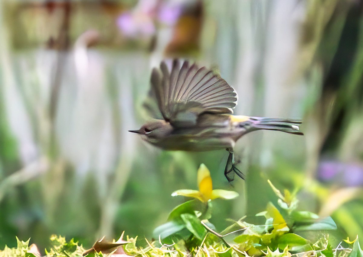 Yellow-rumped Warbler - ML624177263