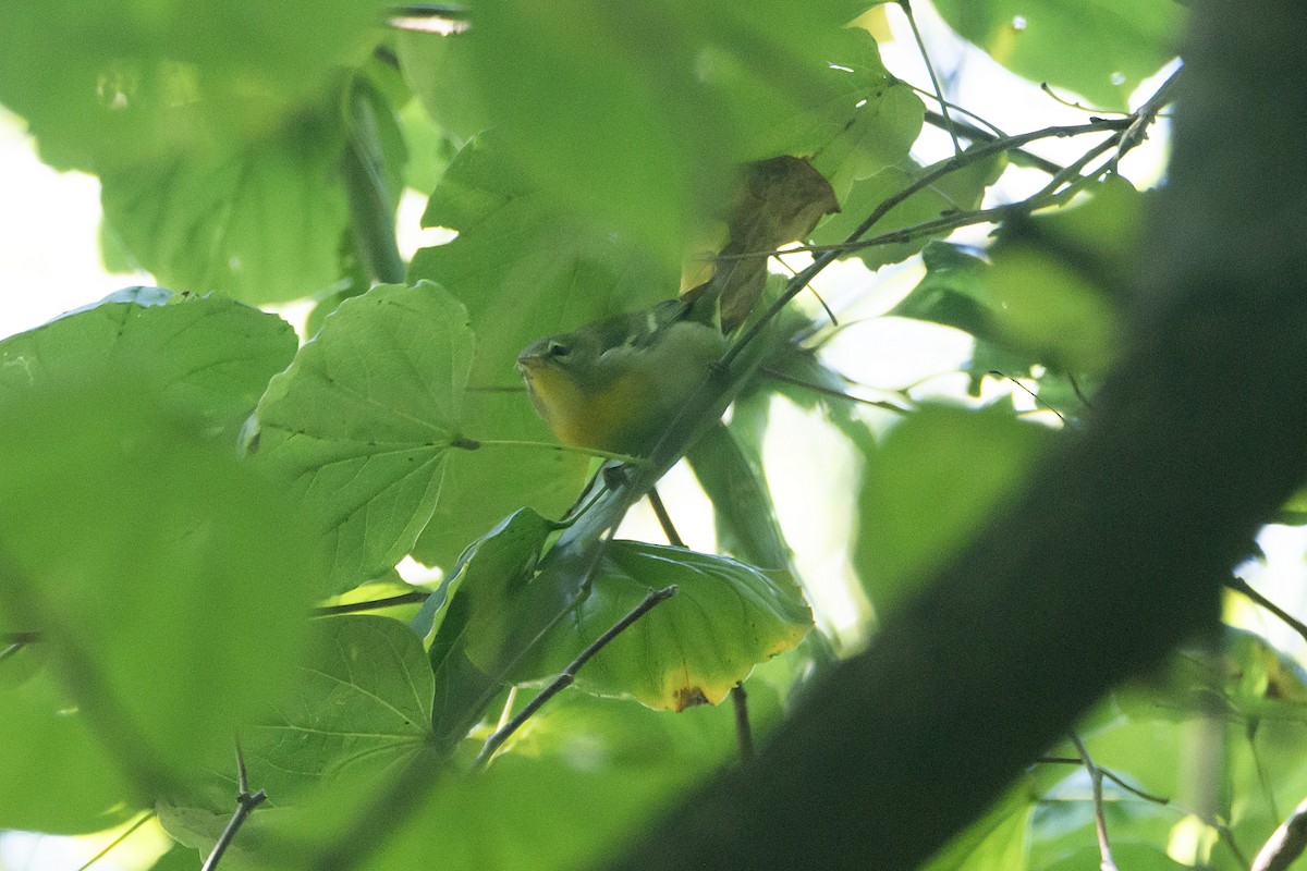 Northern Parula - ML624177268