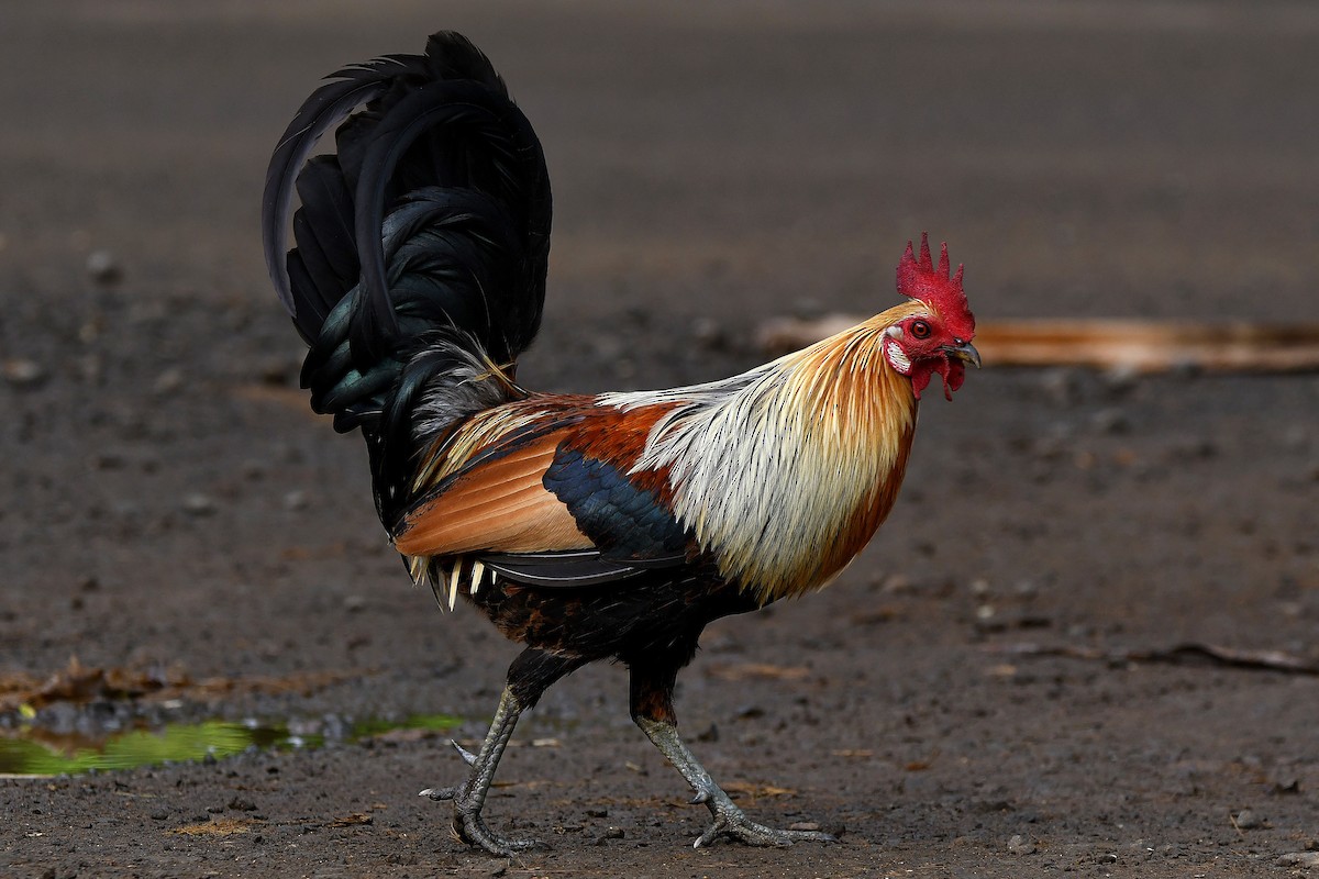 Red Junglefowl (Domestic type) - ML624177282