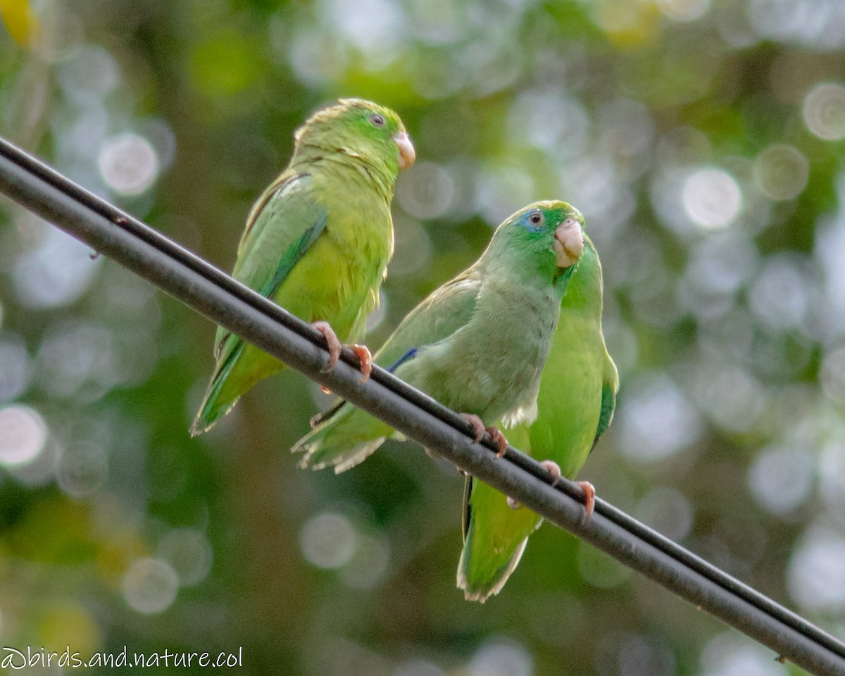 Spectacled Parrotlet - ML624177302