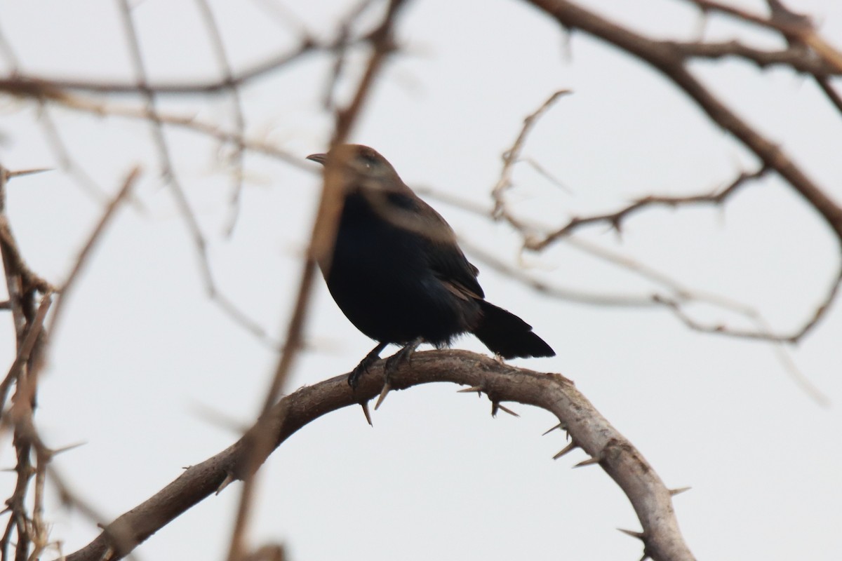 Indian Robin - ML624177313