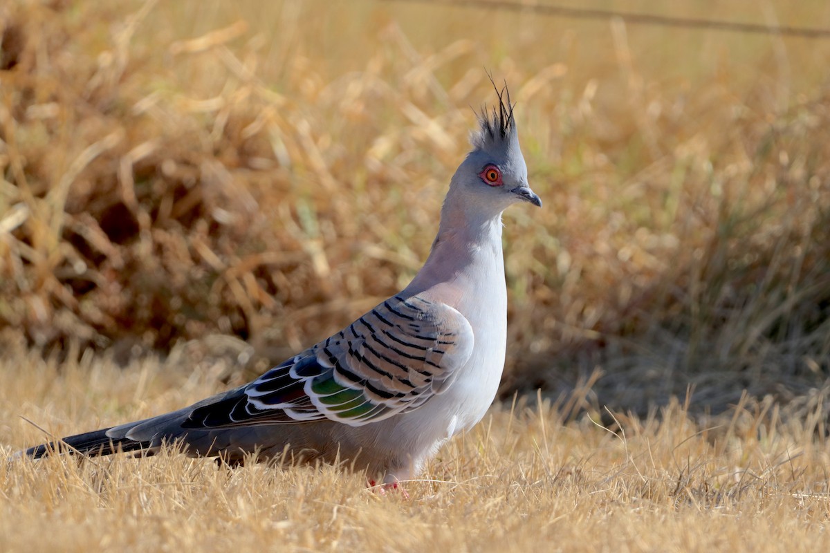 Crested Pigeon - ML624177327