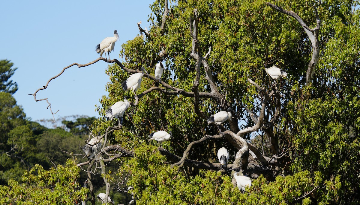 Australian Ibis - ML624177332