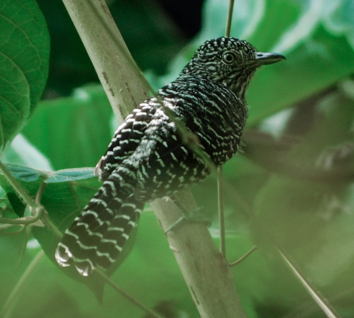 Bar-crested Antshrike - ML624177350