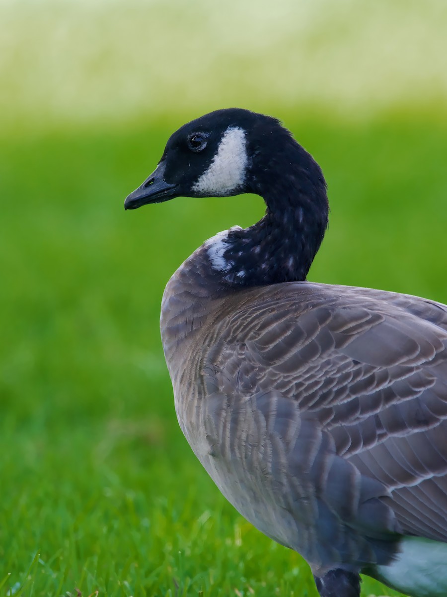 Cackling Goose - ML624177351