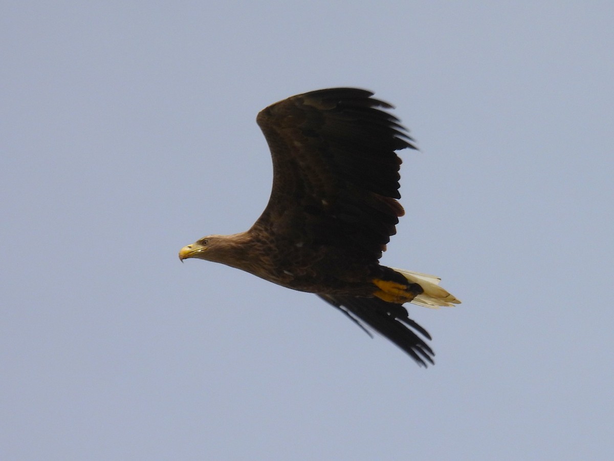 White-tailed Eagle - ML624177361