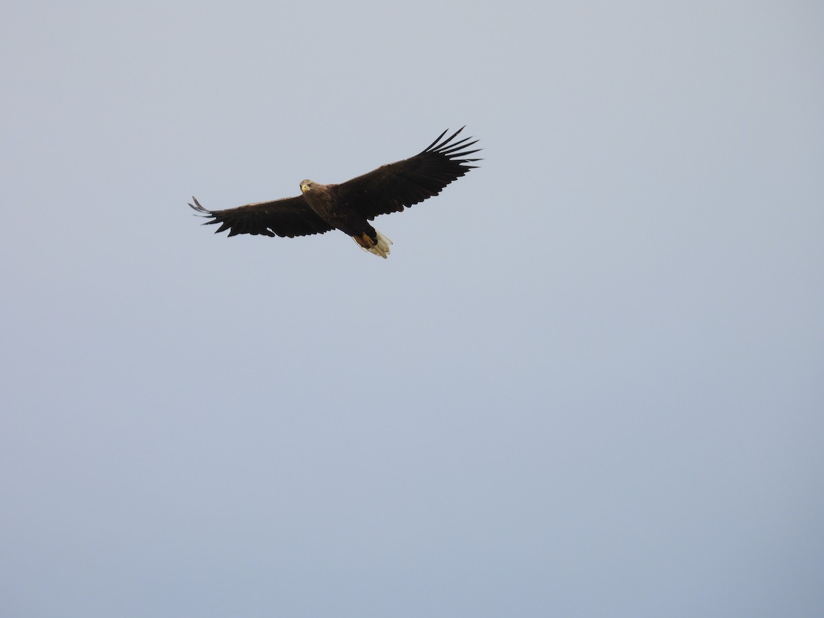 White-tailed Eagle - ML624177369