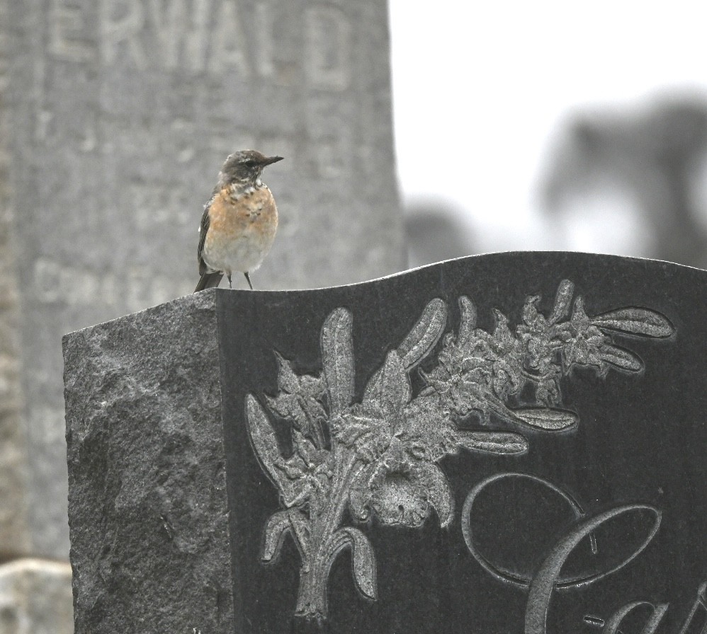 American Robin - ML624177377