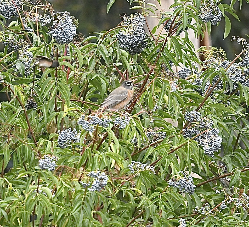 American Robin - ML624177378