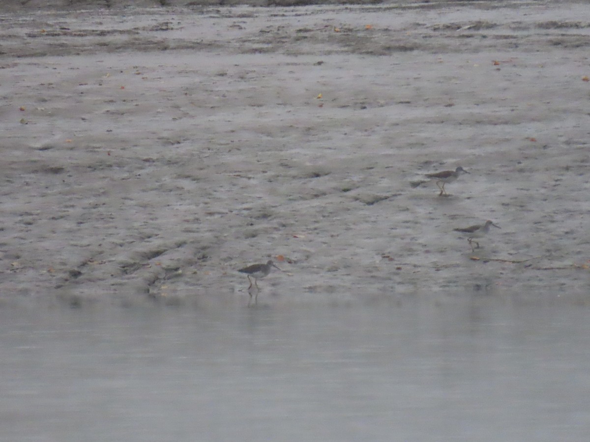 Greater Yellowlegs - ML624177386