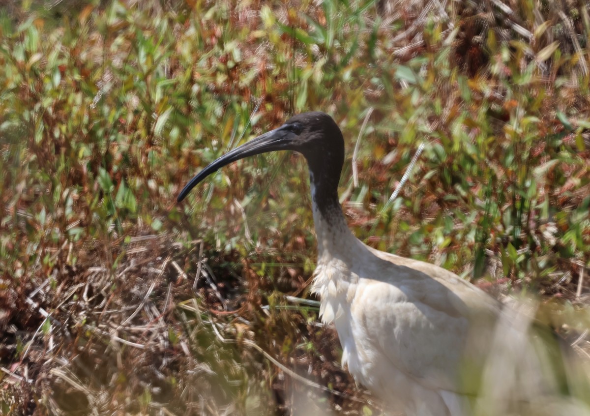 Australian Ibis - ML624177401