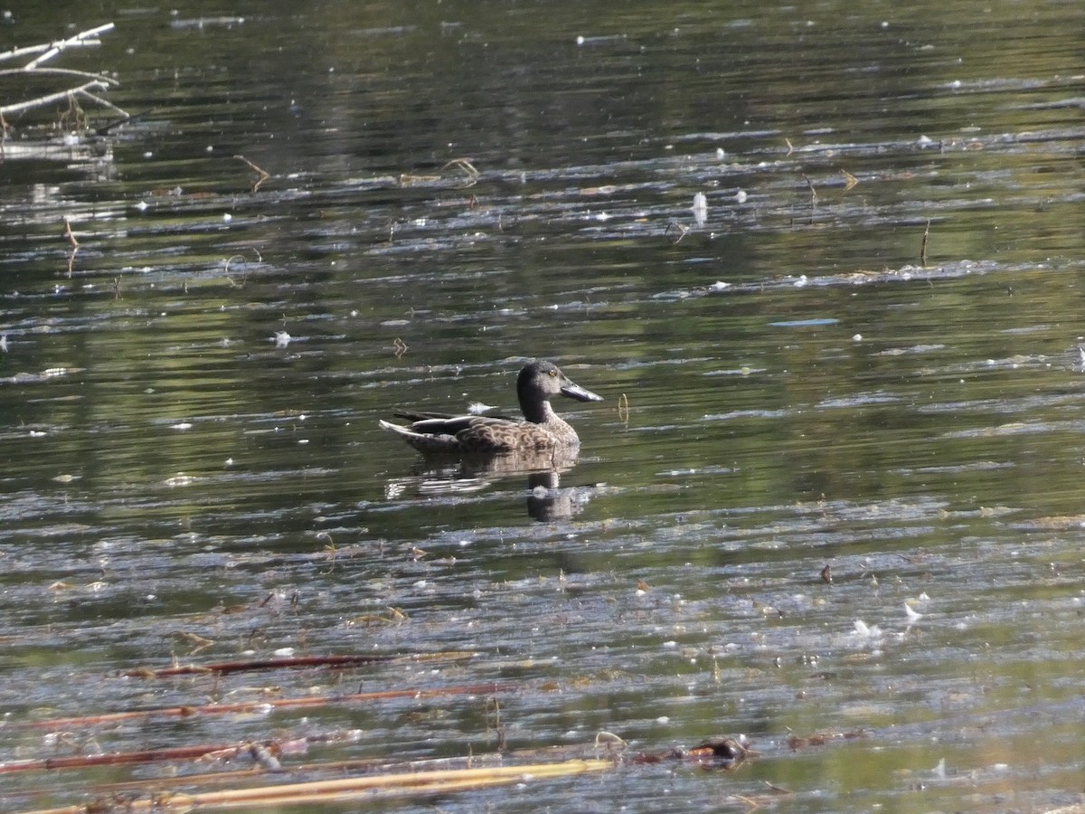 Northern Shoveler - Roberto Macay