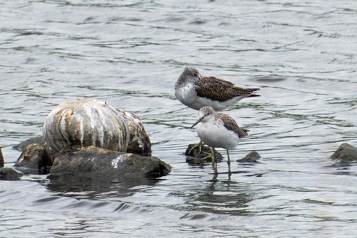 Common Greenshank - ML624177420