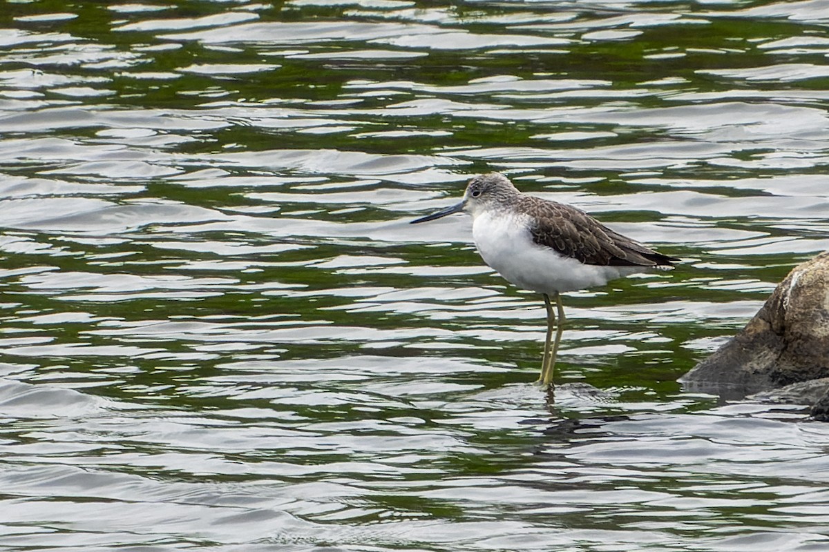 Common Greenshank - ML624177424