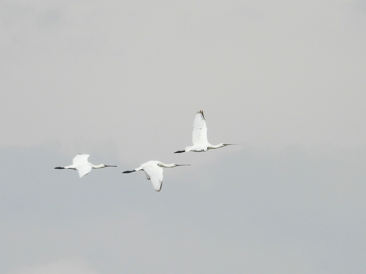 Eurasian Spoonbill - ML624177426