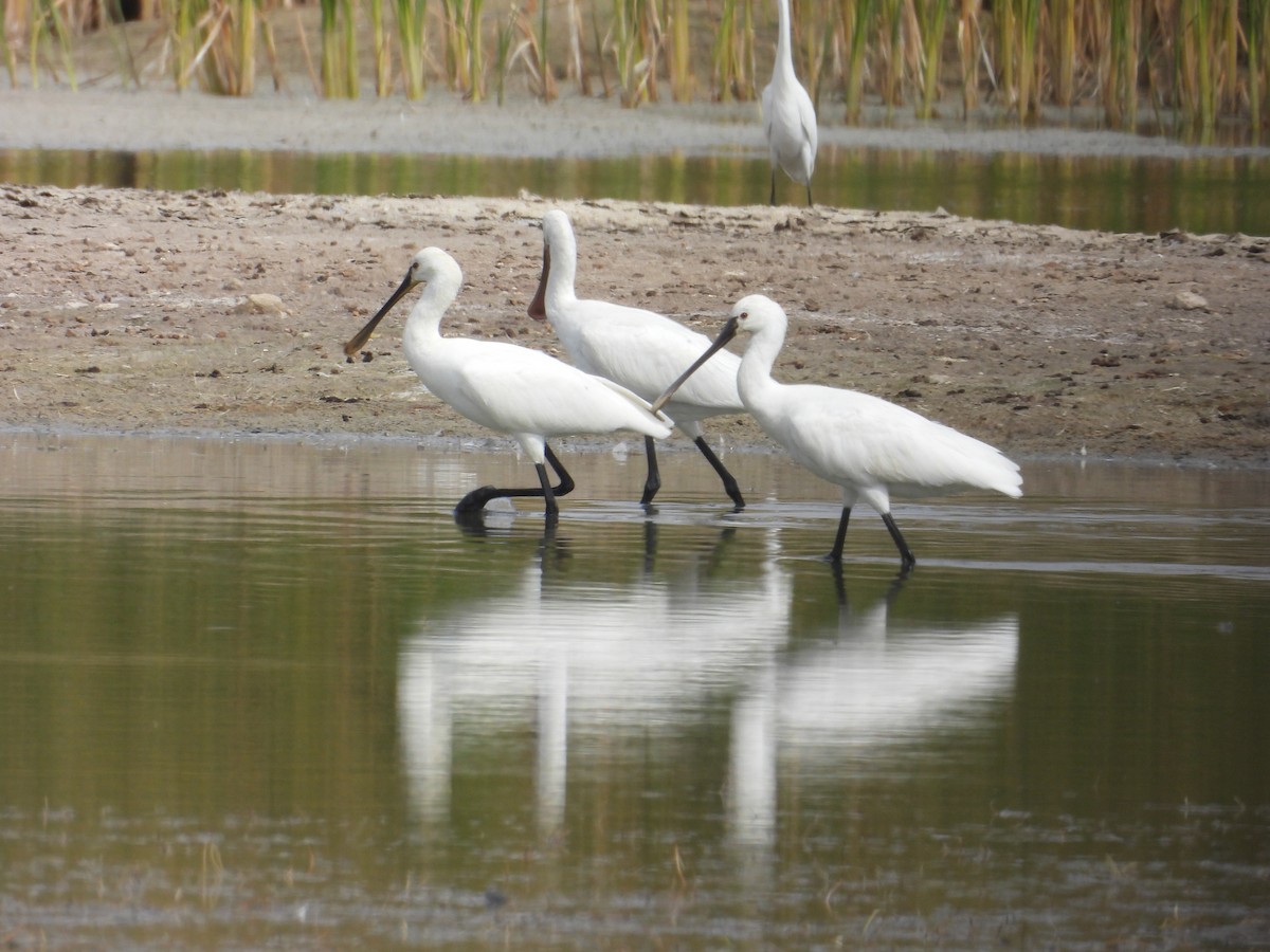 Eurasian Spoonbill - ML624177427