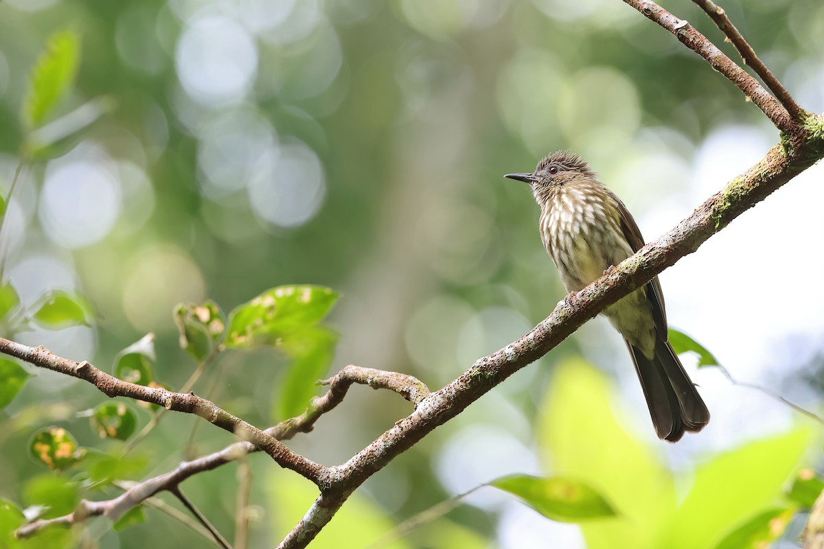 Sumatran Bulbul - ML624177429
