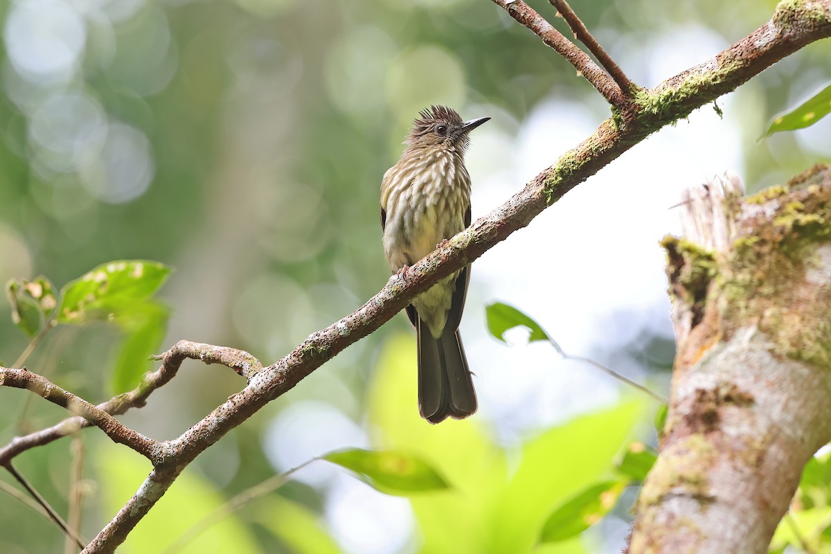 Sumatran Bulbul - ML624177430