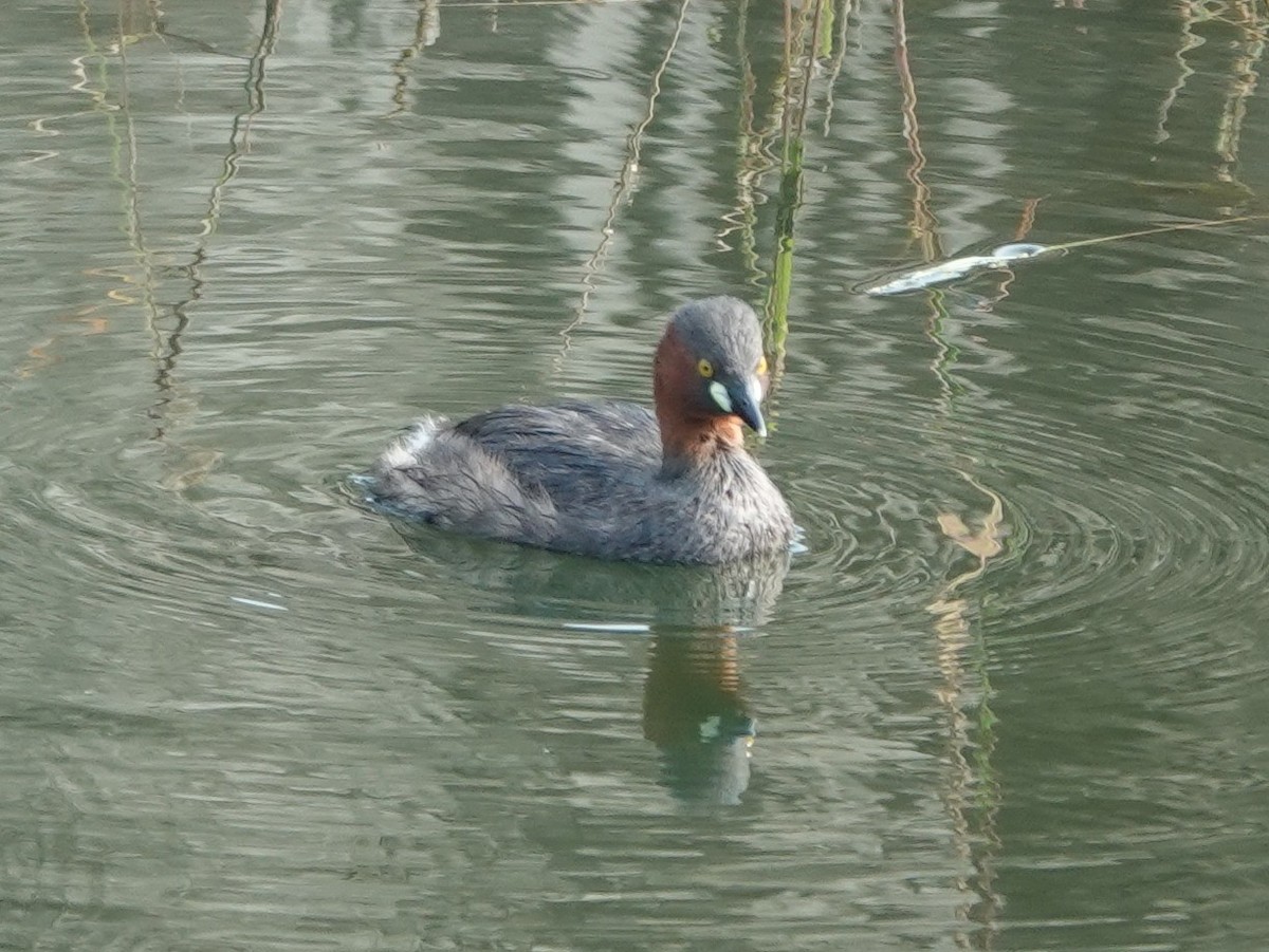 Little Grebe - Prof Chandan Singh Dalawat