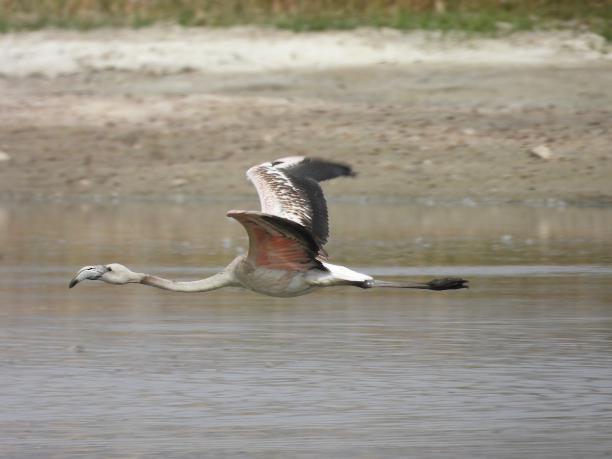 rosenflamingo - ML624177459