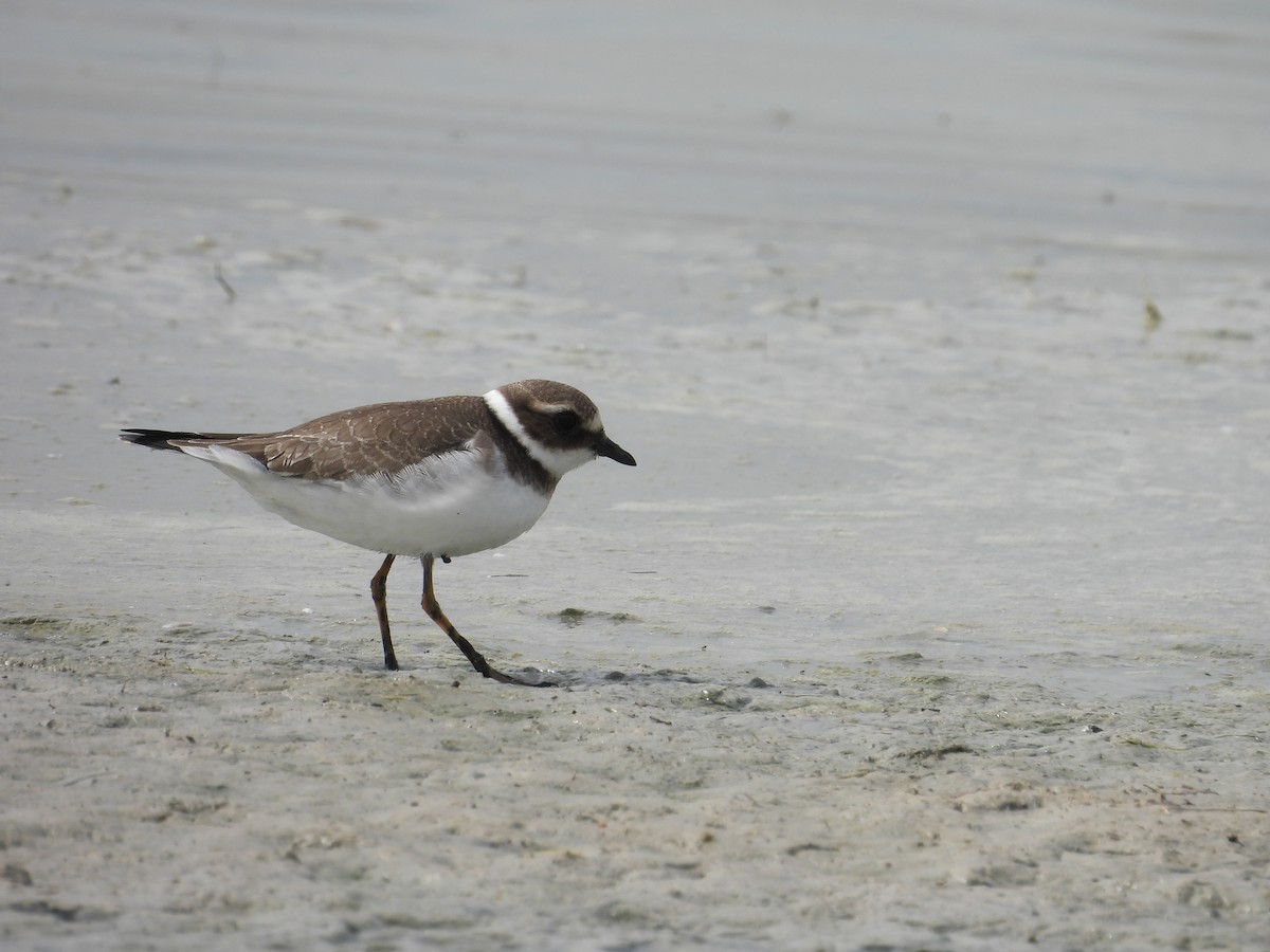 Little Ringed Plover - ML624177510