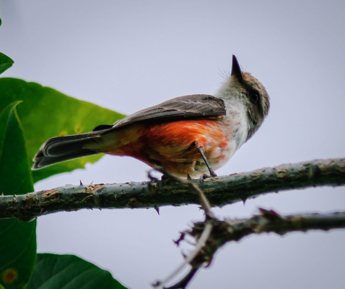 Vermilion Flycatcher - ML624177519