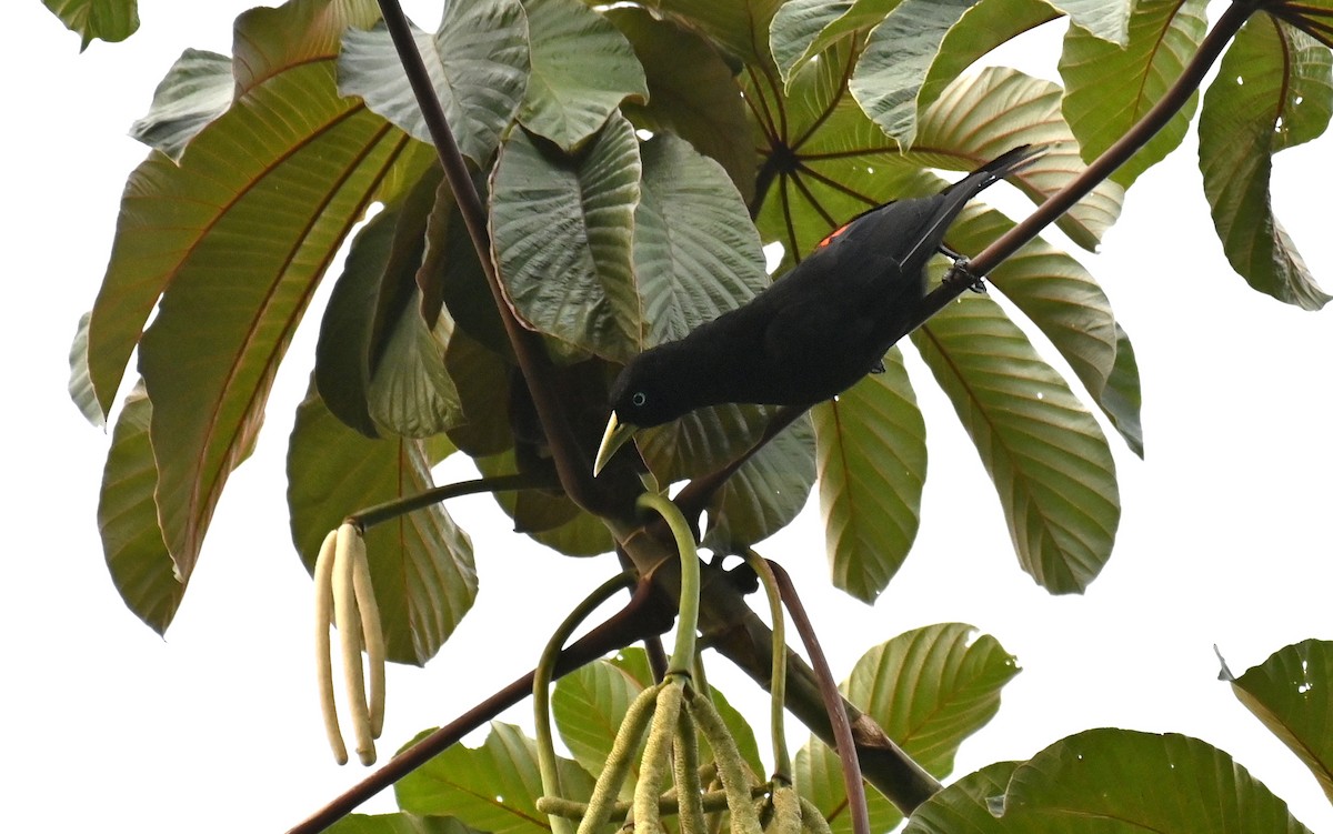 Scarlet-rumped Cacique - Ryan O'Donnell