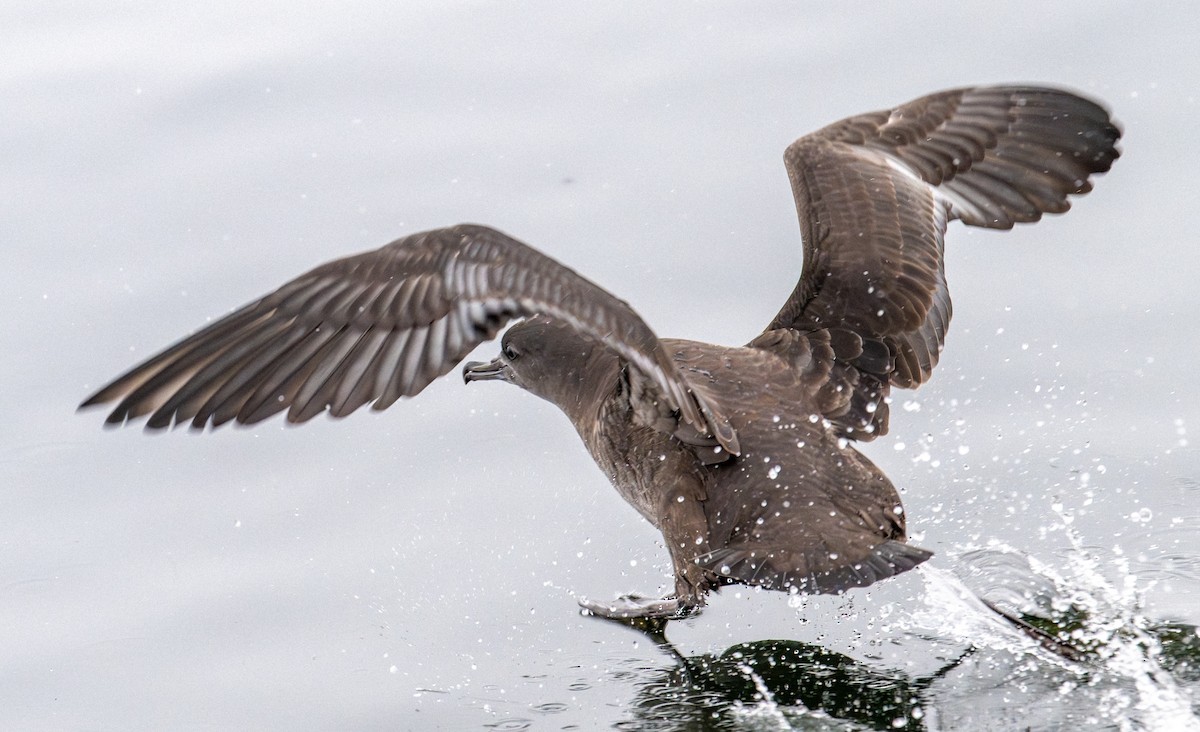 Sooty Shearwater - ML624177548