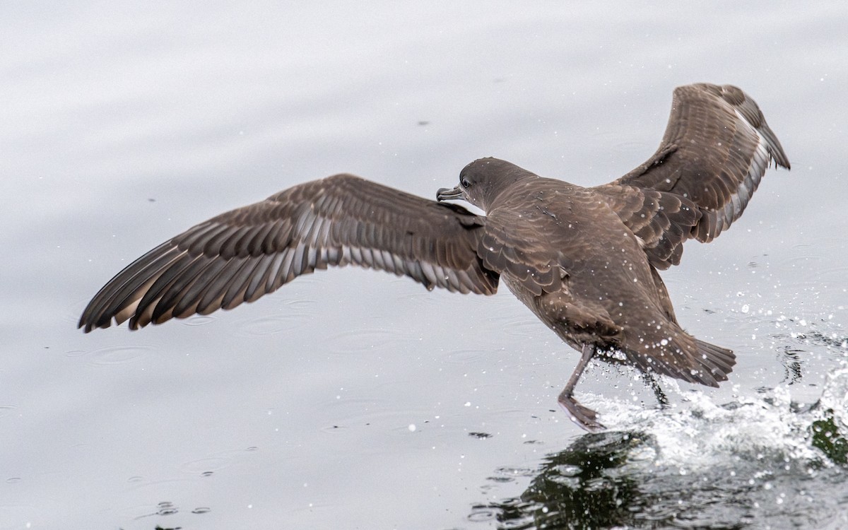 Sooty Shearwater - ML624177549