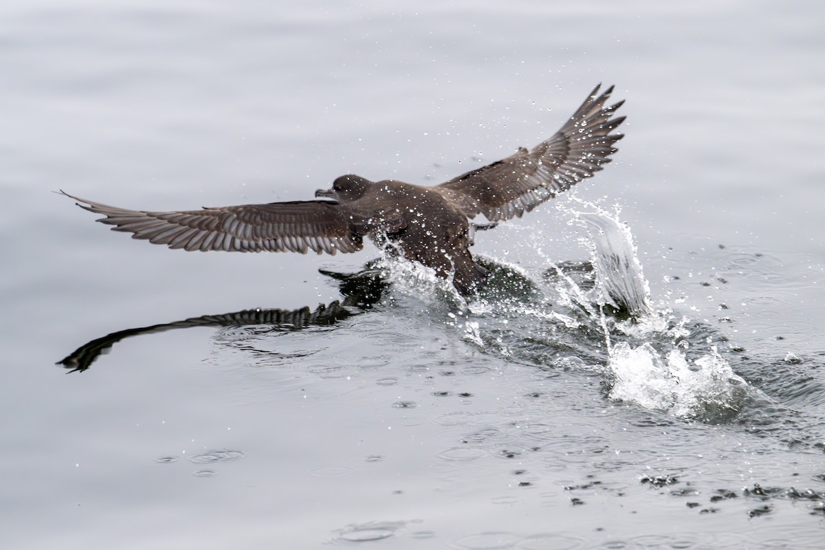 Sooty Shearwater - ML624177550