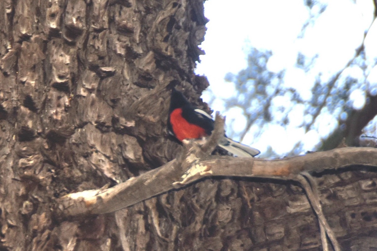 Painted Redstart - ML624177553