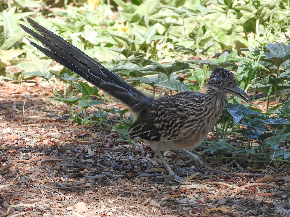 Greater Roadrunner - ML624177578