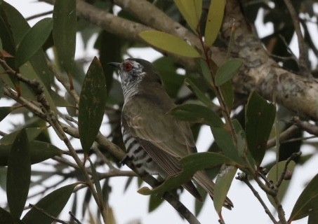 Little Bronze-Cuckoo - ML624177579