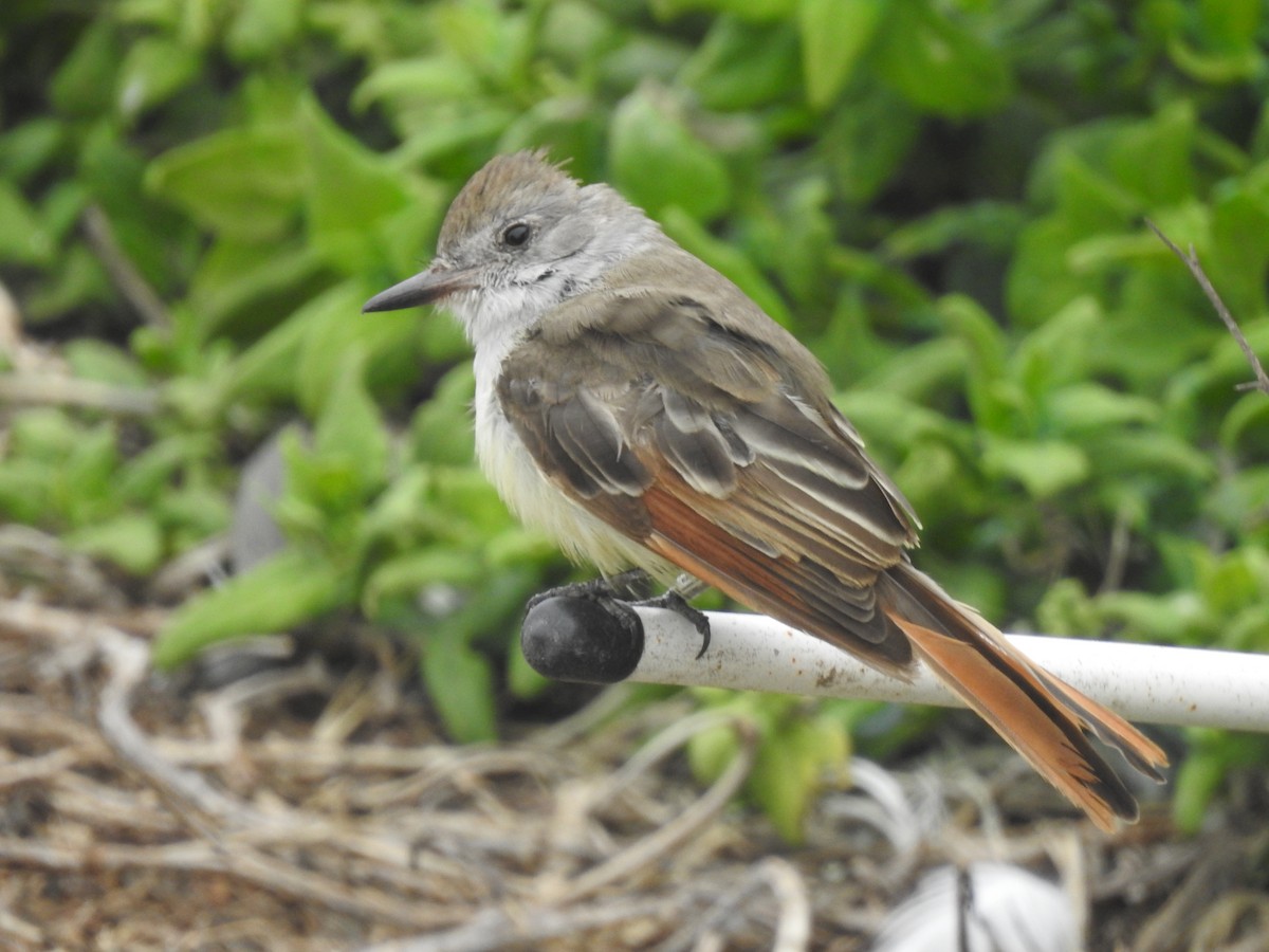 Ash-throated Flycatcher - ML624177580