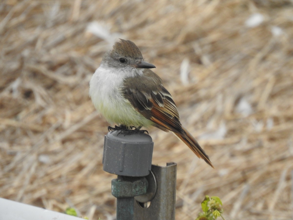 Ash-throated Flycatcher - ML624177581