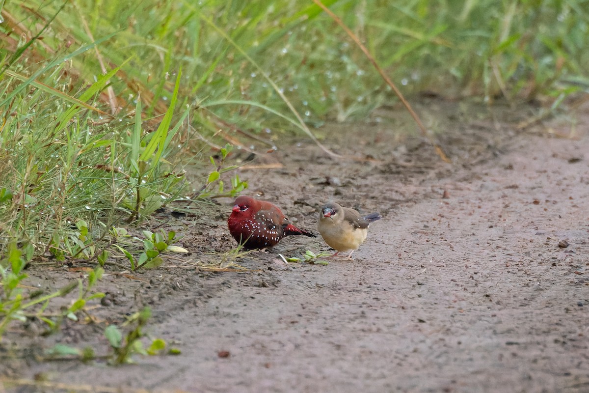 Red Avadavat - ML624177585