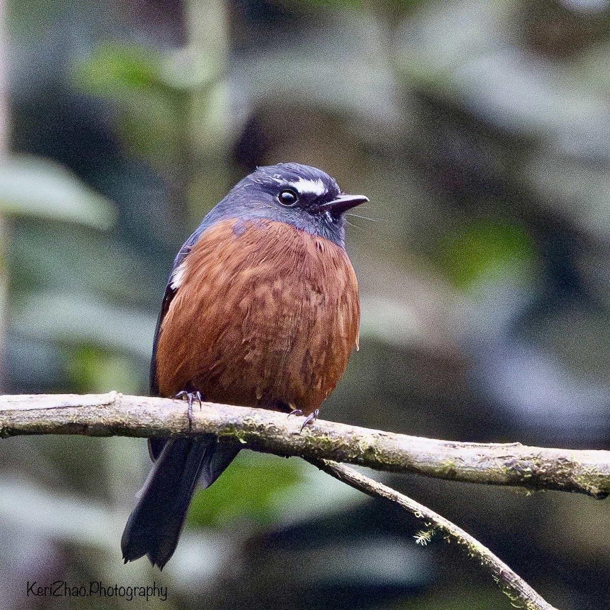 Chestnut-bellied Chat-Tyrant - ML624177617