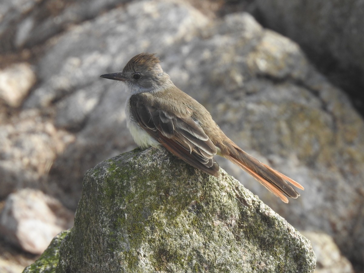 Ash-throated Flycatcher - ML624177619